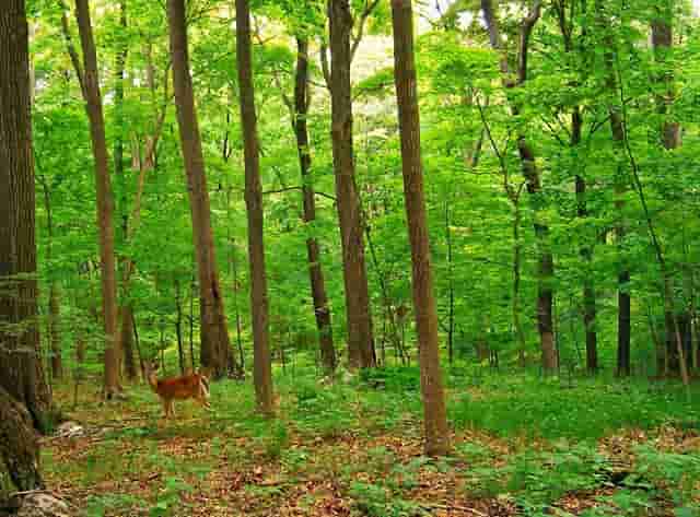 加盟热潮，袖虎宠物带你挣大钱！