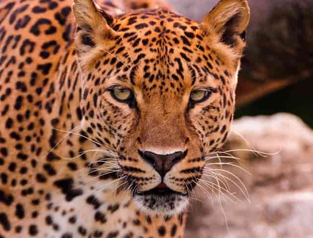 幼师资格证的教师资格类别