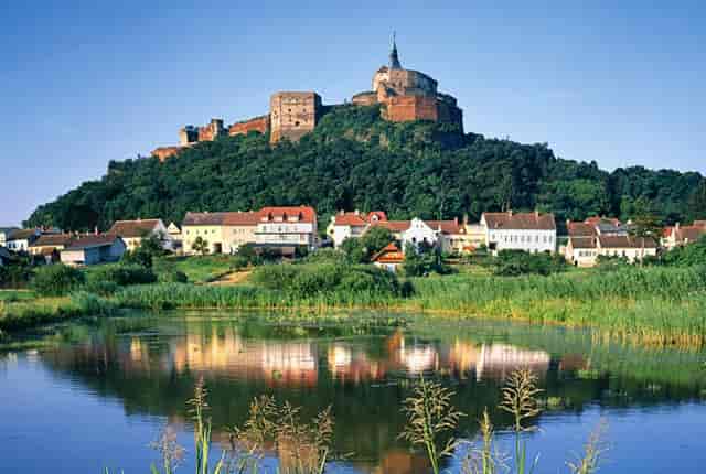 袖虎病狗攻略：狗狗鼻炎别大意