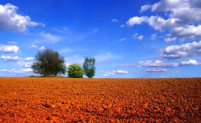 茯苓泡水后变软是假的吗(茯苓泡水会变软吗)