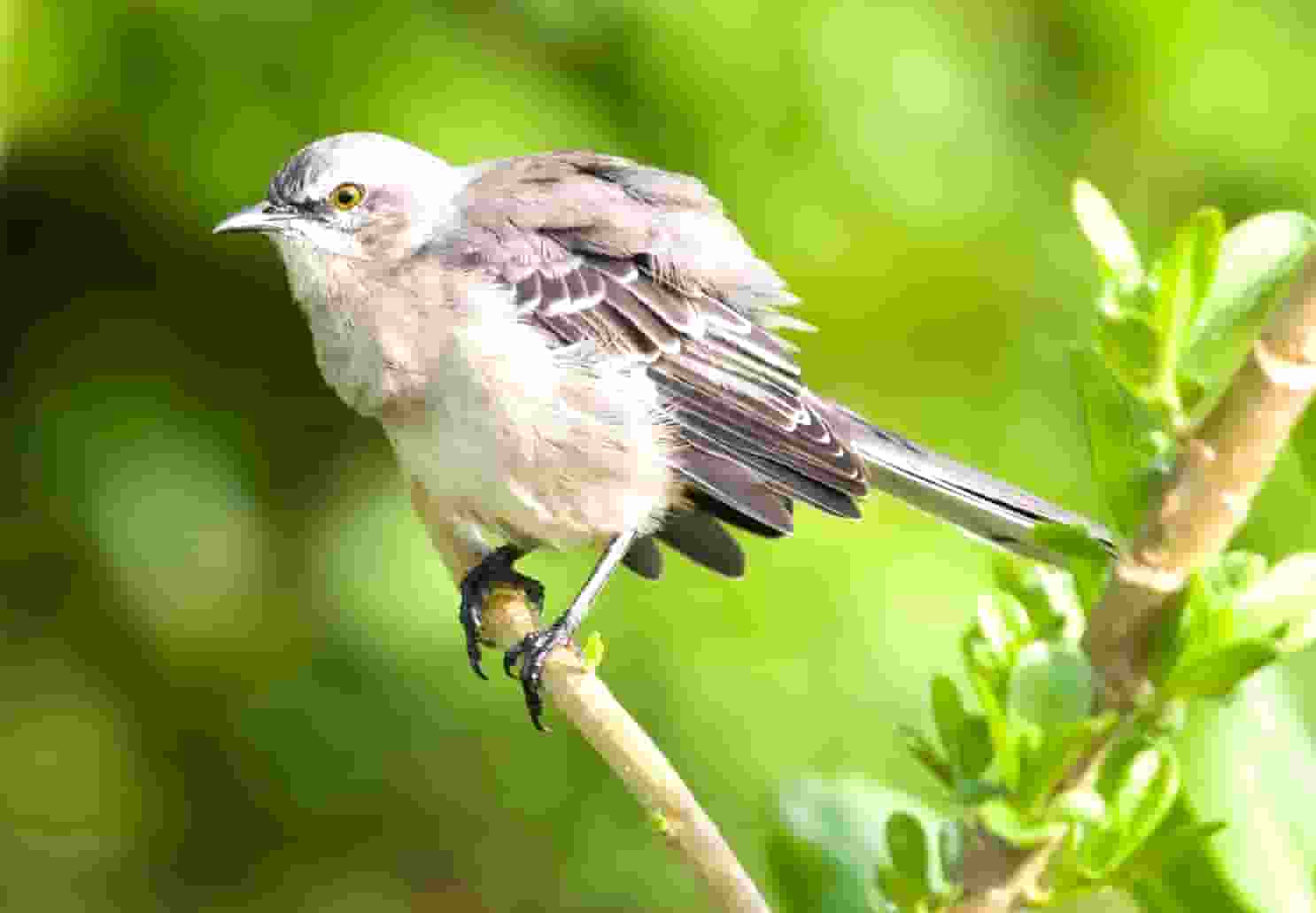 袖虎揭秘：病猫病狗也可能是过敏的吗？