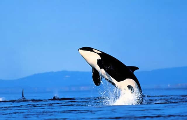 大雨过后洪水视频