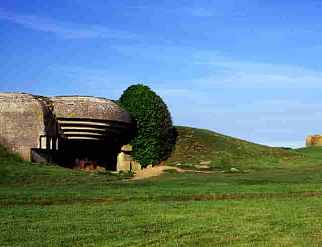 袖虎病狗攻略：狗怎么会瘸？