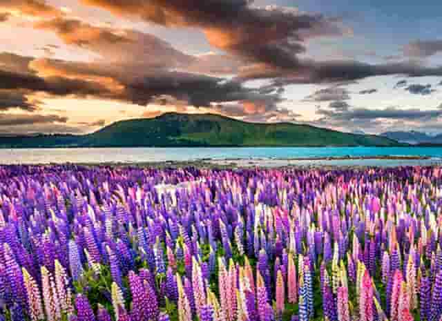 袖虎病猫攻略：猫咪腹泻的处理方法