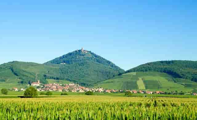 袖虎病猫攻略： 猫咪耳螨的认知与治疗