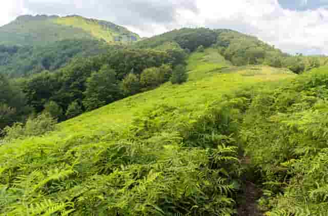 袖虎病猫攻略：猫便秘能喝牛奶吗